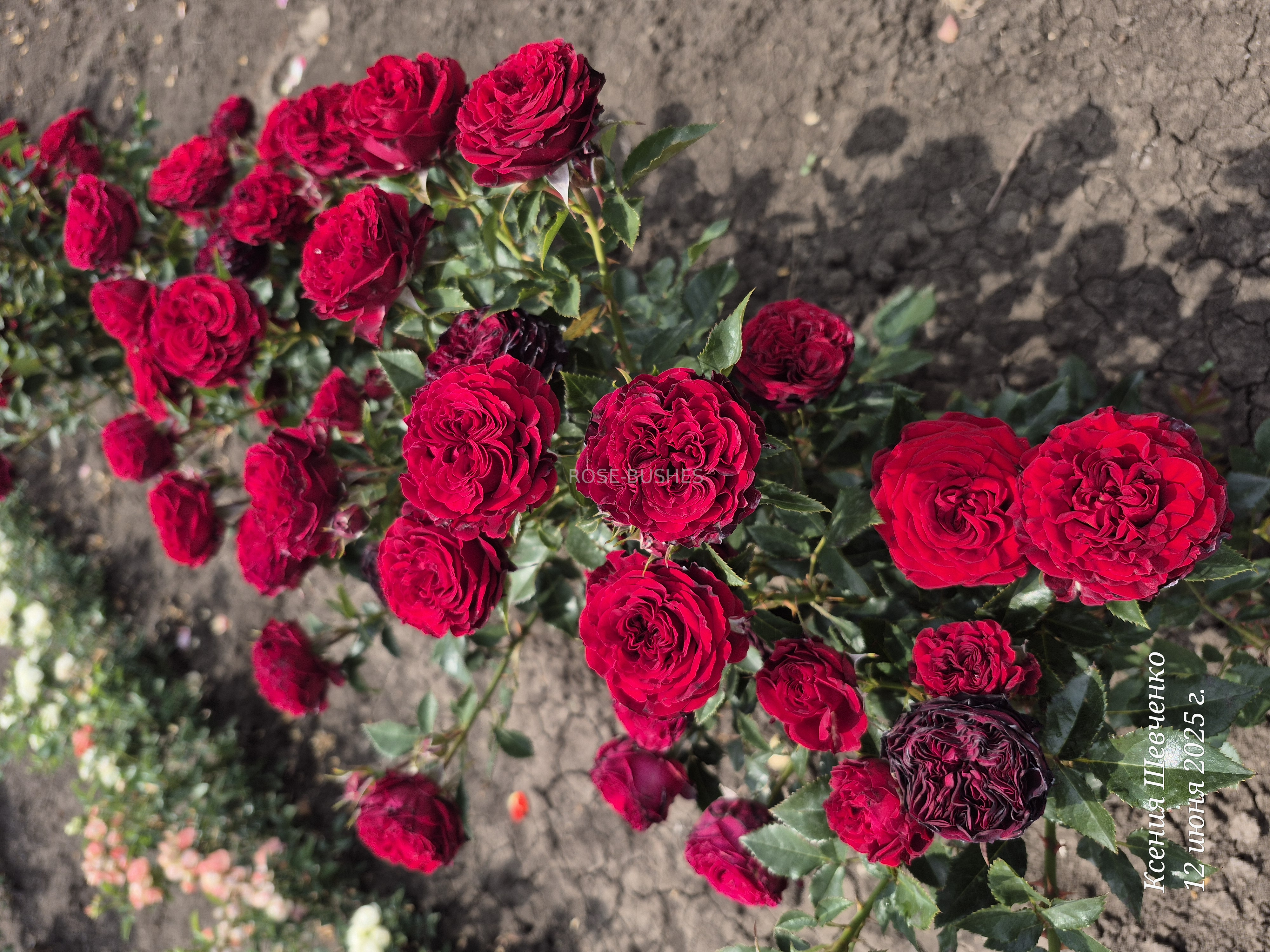 ����� ���. Mayras Red. (��, ����.)